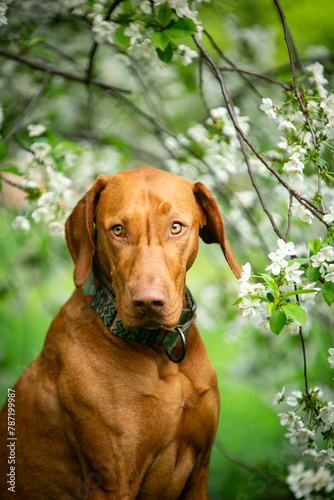 Dog of the Hungarian Vizsla breed in a green park