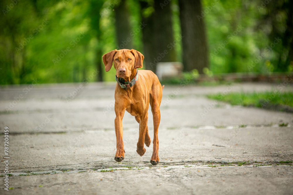 Dog of the Hungarian Vizsla breed in a green park Dog of the Hungarian Vizsla breed in a green park