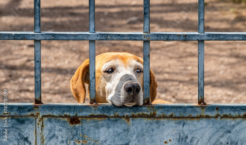 Trauriger Hundeblick, Peloponnes, Griechenland   24037.jpg