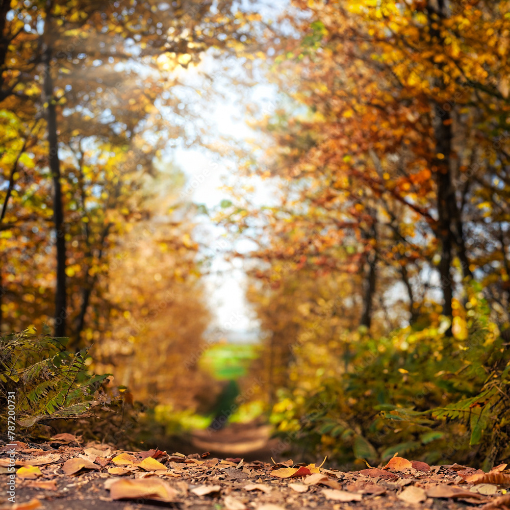 autumn leaves fallen to the ground in the foreground with a blurred background of the forest at sunset autumn leaves fallen to the ground in the foreground with a blurred background of the forest at sunset