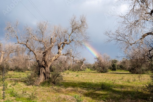 xylella rainbow