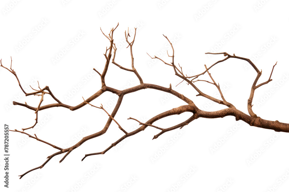 Fototapeta premium PNG Dry branches plant tree wood. AI generated Image by rawpixel.