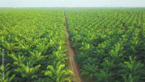 Beautiful Aerial Landscape Oil Palm Plantatation Tree