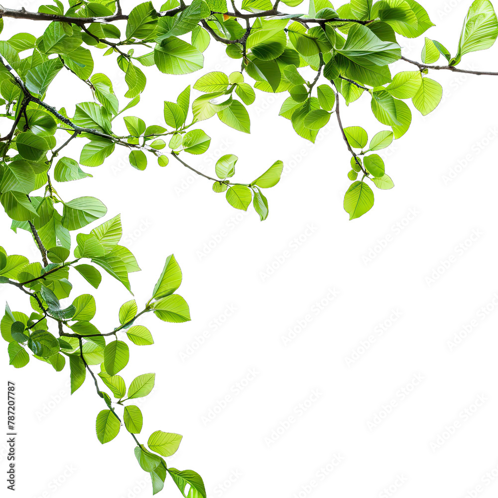 green leaves background green leaves background