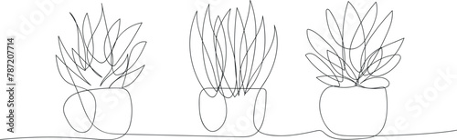 houseplant, succulent, potted flower. graphic drawing. black and white outline image in pencil, line. background for the design.