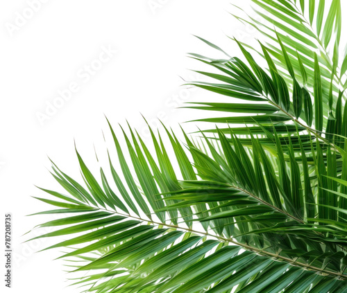 PNG  Coconut palm leaves on left corner backgrounds outdoors nature