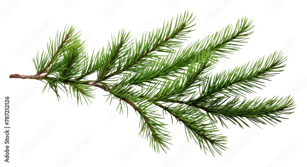 PNG Pine branch plant tree fir PNG Pine branch plant tree fir