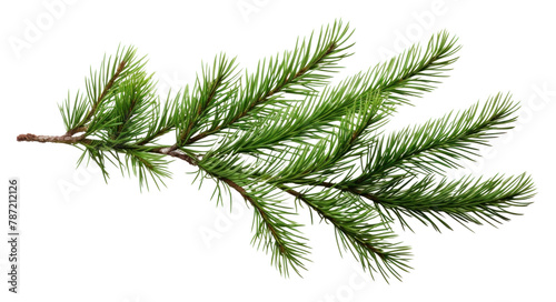 PNG  Pine branch plant tree fir