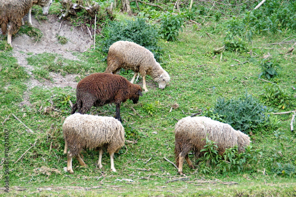 Flock of sheep grazing in a field by a stream in Cotacachi, Ecuador Flock of sheep grazing in a field by a stream in Cotacachi, Ecuador