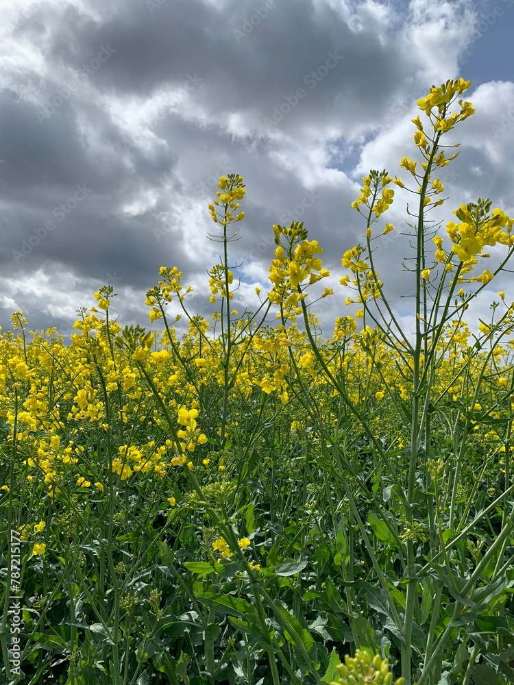 rapeseed field rapeseed field