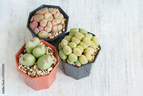 多肉植物、3種のコノフィツム photo