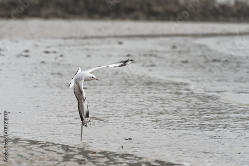 Une mouette rieuse (Chroicocephalus ridibundus) poursuit un bécasseau sanderling pour lui voler un poisson photo