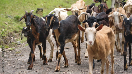 Herd of goats on a rural path in Cotacachi, Ecuador © Angela
