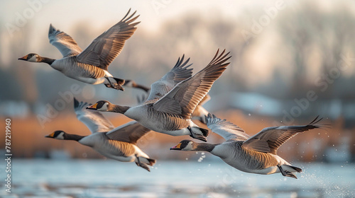 A flock of geese flying in formation against a clear blue sky, their honking calls echoing through the summer air