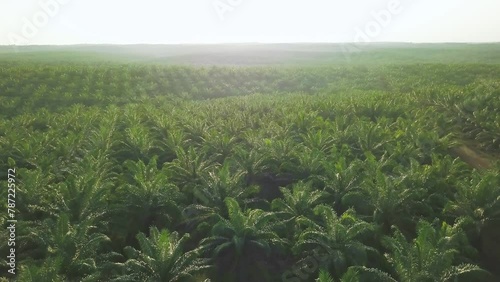 Beautiful Aerial Landscape Of Green Lush Palm Oil Plantation With Sun Flare
