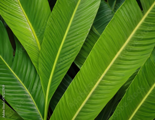 Large tropical leaves close up