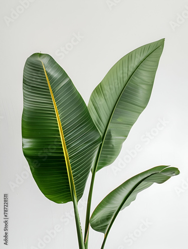 medium format macro photograph of two large tropcial green leaves, montserat plant, studio photo on a white paper background, in focus, sharp