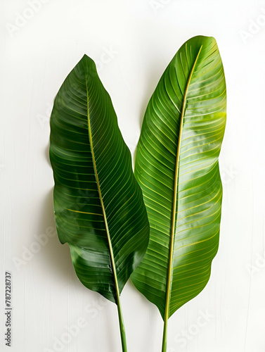 medium format macro photograph of two large tropcial green leaves, montserrat plant, studio photo on a white paper background, in focus, sharp photo