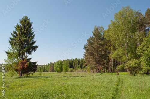 Green meadow at forest edge, lonely spruce tree, narrow footpath along the forest, sunny day