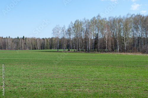 Large green field against the backdrop of birch forest, spring time