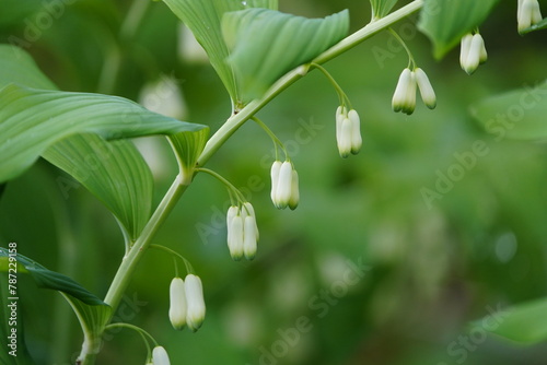 Polygonatum biflorum (smooth Solomon's-seal, great Solomon's-seal) is an herbaceous flowering plant native to eastern and central North America. Hanover, Germany. photo