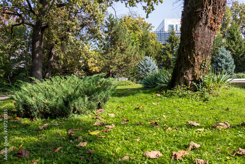 Fototapeta Naklejka Na Ścianę i Meble -  Landscape photo of beautiful green foliage a park