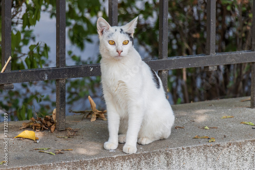 Close-up photo of a beautiful stray cat