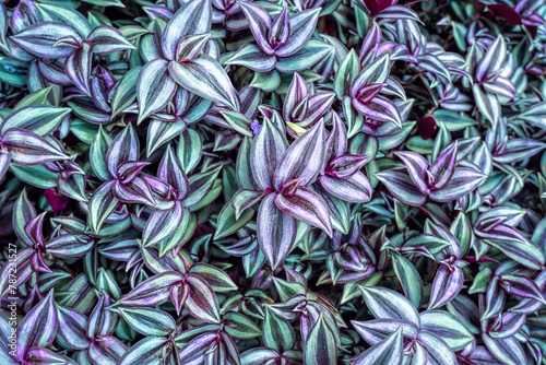 Tradescantia, also known as inchplant, wandering jew, spiderwort, dayflower, genus of perennial evergreen herbaceous plants of the Commelinaceae family. 