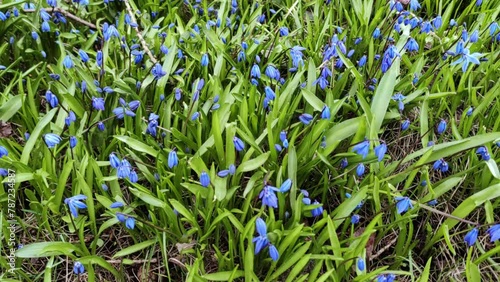 First flowers in the forest, Early spring Blue Scilla, proleska. Blue Snowdrop. photo