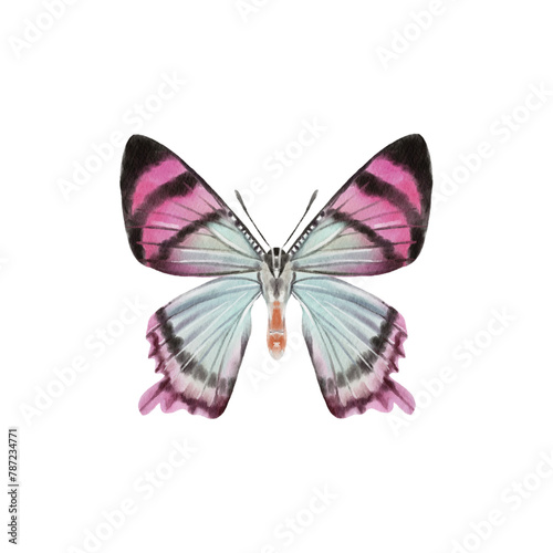 Watercolor colorful butterflies, isolated on white background. blue, yellow, pink and red butterfly 