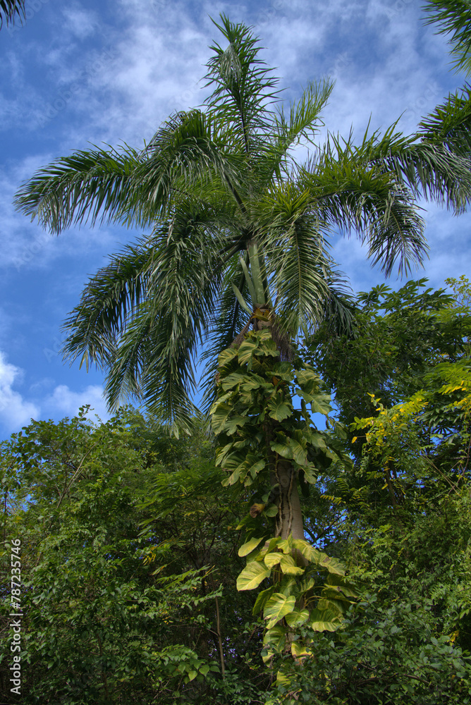 Obraz premium St. George Village Botanical Garden