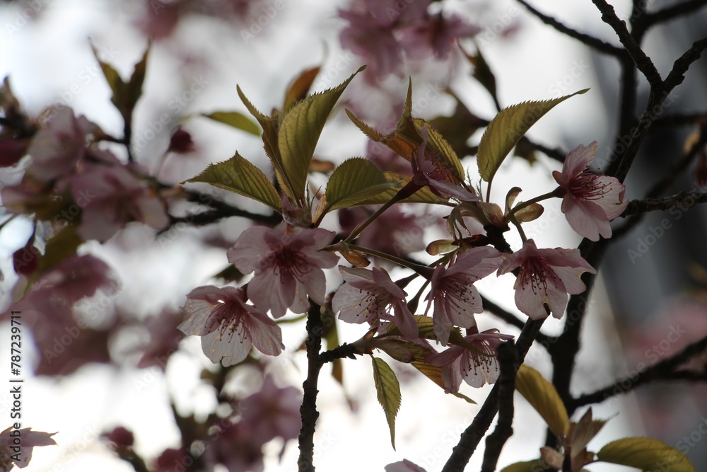 Rose plum blossoms with first leaves in March in Japan Rose plum blossoms with first leaves in March in Japan