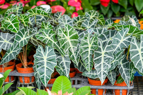 Alocasia Polly or Alocasia Amazonica and African Mask Plant on a garden market counter photo