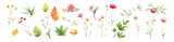 Flower set watercolor style. Collection green leaves and flower, vector illustration