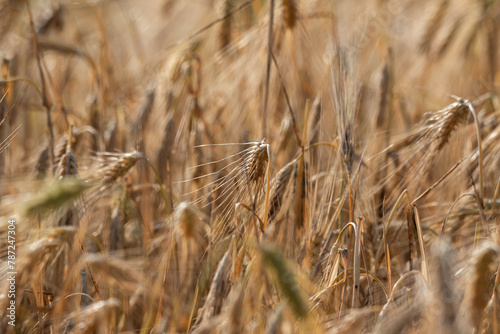 Close-up of Golden Ripening Wheat Ears in Sunlight