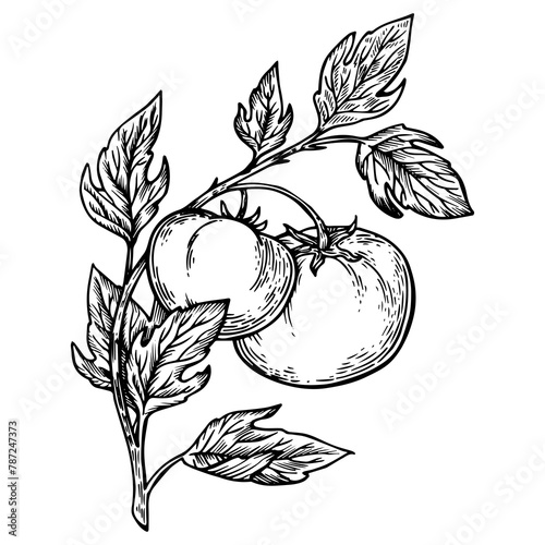 Tomato plant branch engraving PNG illustration. Scratch board style imitation. Hand drawn image.