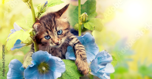 Portrait of a funny little kitten in the garden with mallow flowers