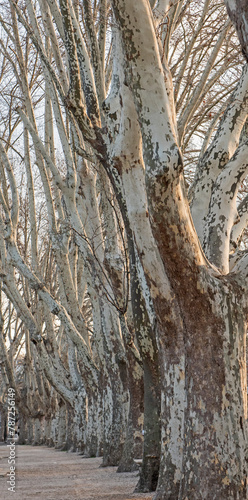 Abstract view along line of bare trees in winter