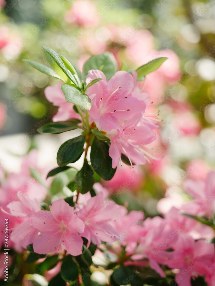 Pink azaleas close-up, sunny in the greenhouse, beautiful light Pink azaleas close-up, sunny in the greenhouse, beautiful light