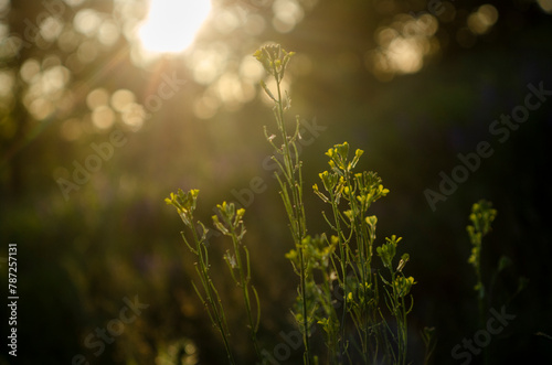 Nature of Ukraine, summer, pleasant lighting, sunset, rays, bokeh, beautiful, greens, plants