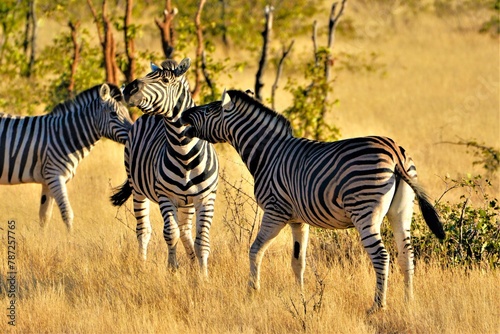 The plains zebra  resp. Burchell s zebra  Equus quagga burchellii  observed in Etosha National Park  Kunene region  northwestern Namibia  Africa 