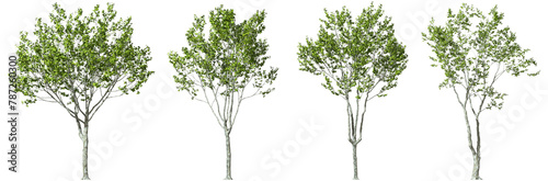 Trees form outdoor collections decorate landscape on transparent backgrounds 3d render png photo