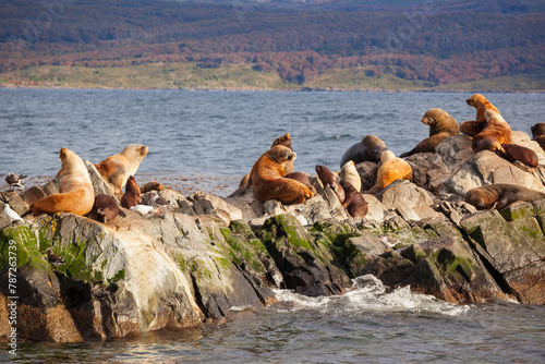 Seal Island near Ushuaia