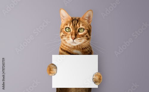 Funny portrait of a cat holding a blank poster