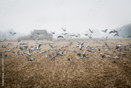 Piccioni in volo su campo coltivato e cascina nella nebbia photo