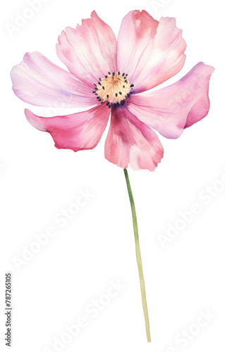 PNG  Cosmos blossom flower petal.