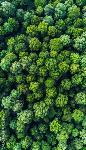 Aerial view of mangrove forest capturing co2 for carbon neutrality and zero emissions © Ilja