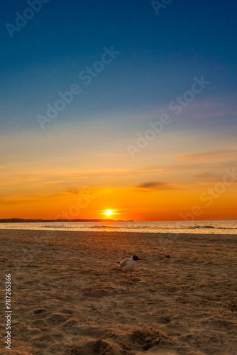 seagulls and Picturesque sunset on the Polish Baltic Sea during sunset © Franziska Brueckmann