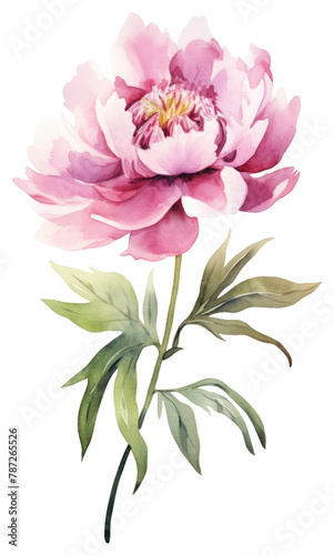 PNG  Flower common peony blossom plant rose. 