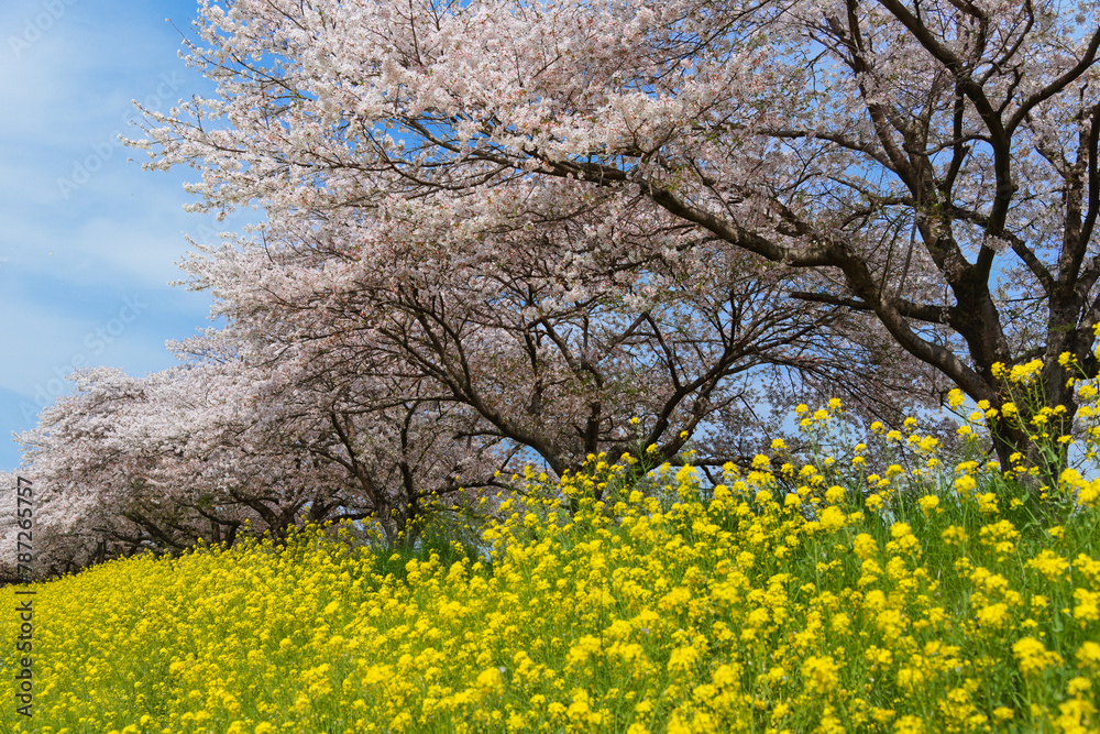 春らしい満開の桜と菜の花